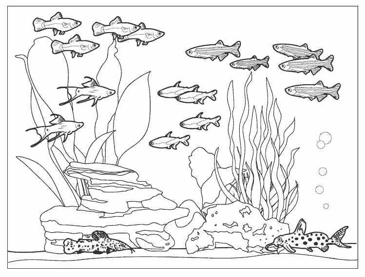 Раскраска Рыбы в аквариуме и кот распечатать бесплатно