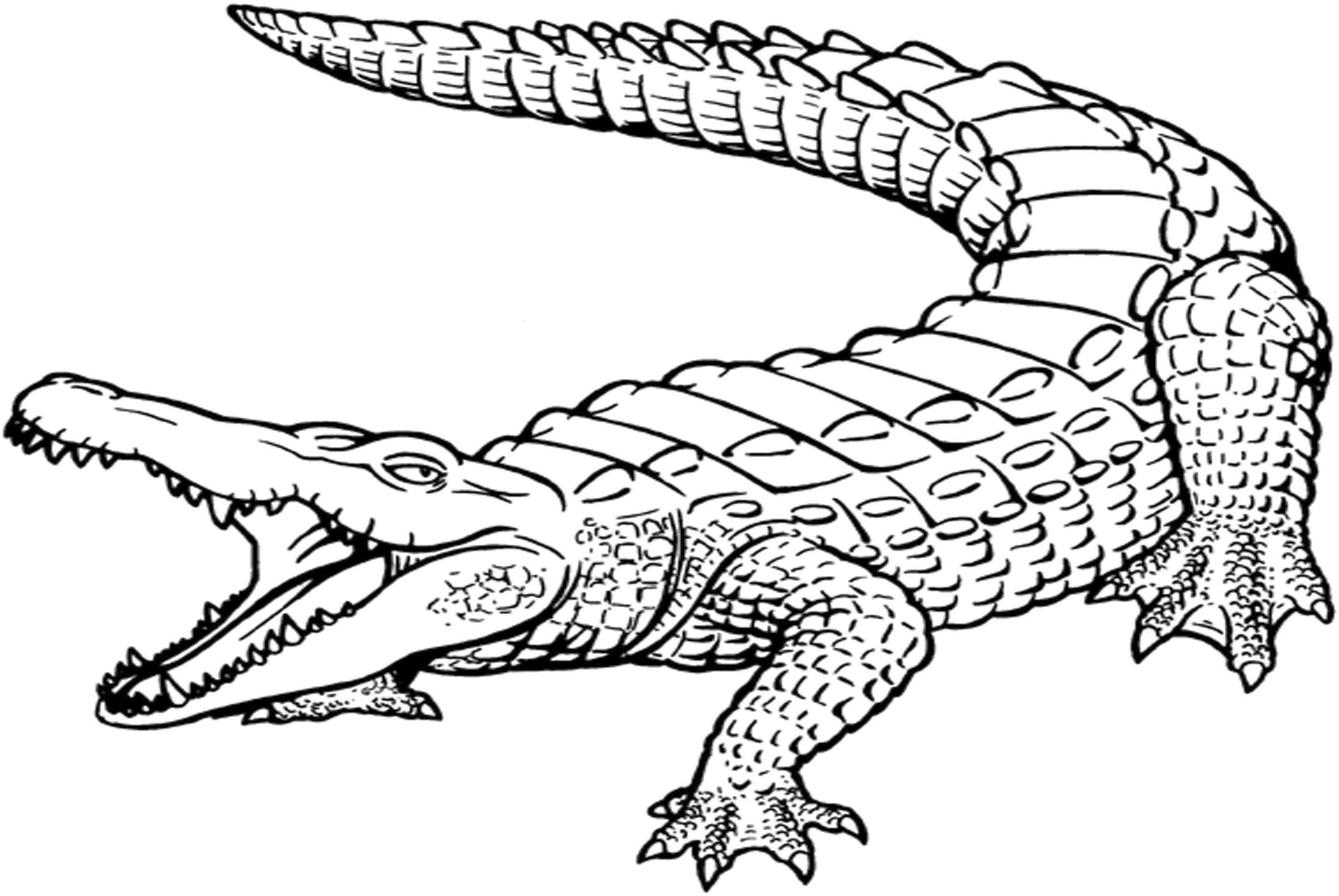 Раскраска крокодил для детей - распечатать, скчать