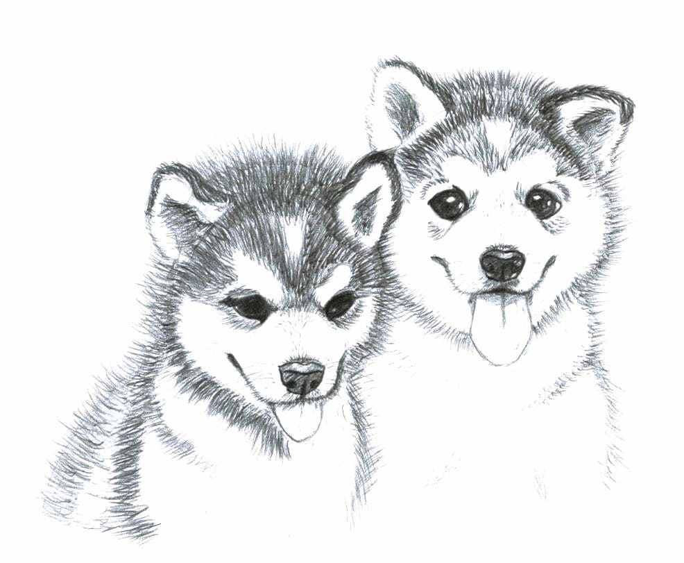 Dog Breed Siberian Husky Coloring Book: 21 coloring pages