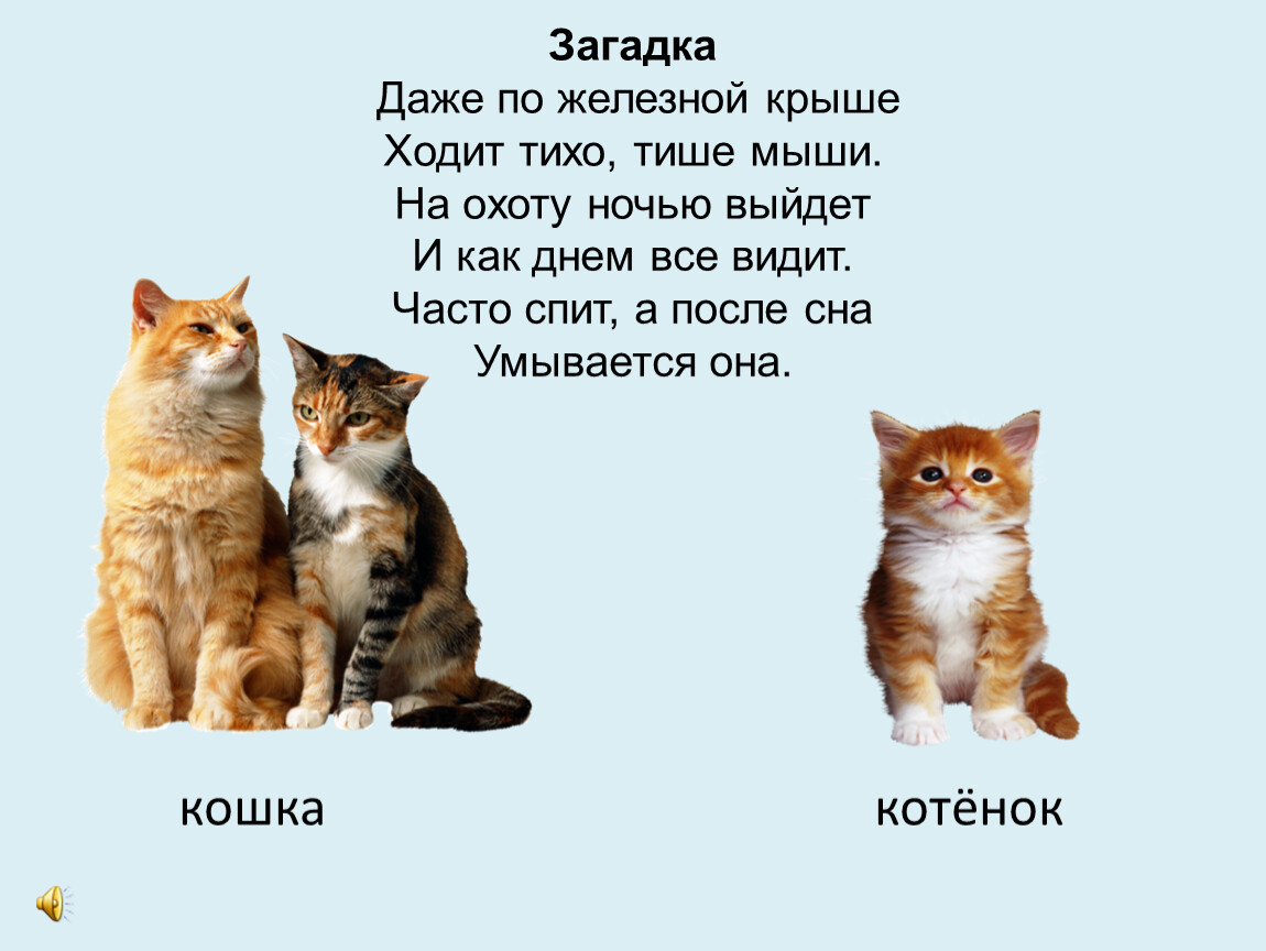 Котенок 1 класс. Загадка про кошку для детей. Загадка про котенка. Загадка про кота. Загадки Прокошен.