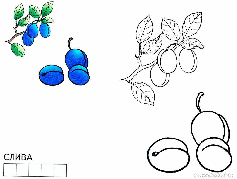 Раскраска Слива ♥ Раскрашивать Онлайн или Распечатать Бесплатно!