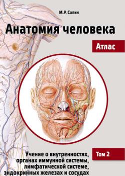 Анатомия человека. Атлас. Том 2. Учение о внутренностях, органах иммунной системы, лимфатической системе, эндокринных железах и сосудах - М. Р. Сапин - скачать бесплатно