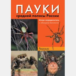 Мальчик дня и девочка ночи. Повесть о Фотогене и Никтерис - Джордж Макдональд - скачать бесплатно