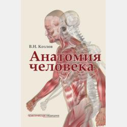 Анатомия нервной системы и органов чувств - В. И. Козлов - скачать бесплатно