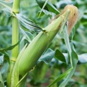 Кукуруза обыкновенная  и химический состав - описание, фото, полезные свойства - скачать бесплатно