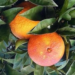 Апельсин - целебное растение с превосходными свойствами  -  краткое описание, фото - скачать бесплатно
