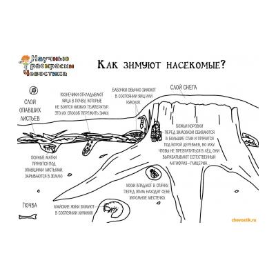 Научные раскраски Чевостика - распечатать, скачать бесплатно