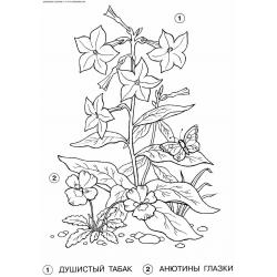 Раскраски Анютины глазки - распечатать, скачать бесплатно