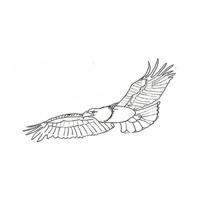 степной орел раскраска