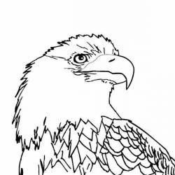 раскраска орел