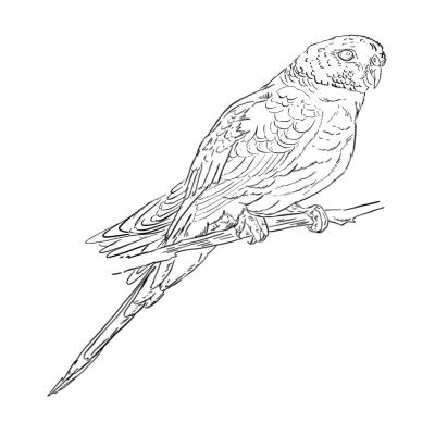 Раскраски Длиннохвостый попугай - распечатать, скачать бесплатно
