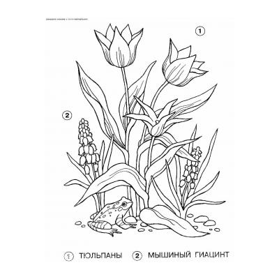 Раскраски Гиацинт - распечатать, скачать бесплатно