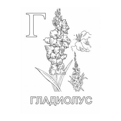 Раскраски Гладиолус - распечатать, скачать бесплатно