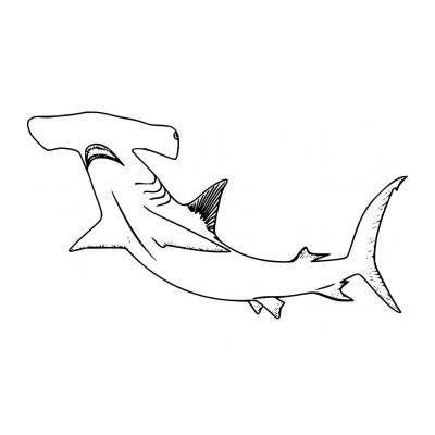 Раскраски Акула-молот - распечатать, скачать бесплатно
