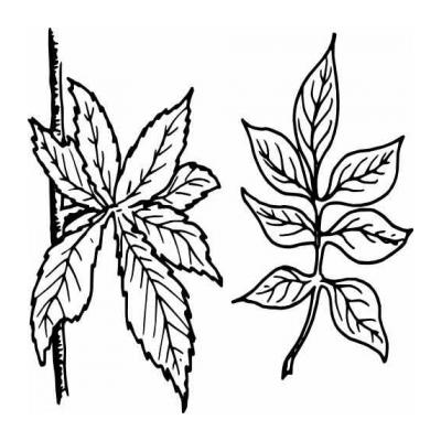  листочки раскраски для детей про осень