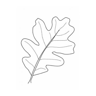  картинка листья для детей