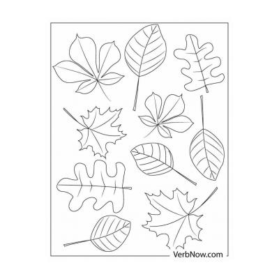  листья деревьев картинки для детей