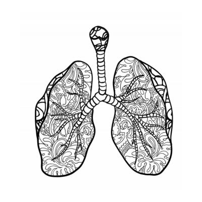 Раскраски легкие человека - распечатать, скачать бесплатно