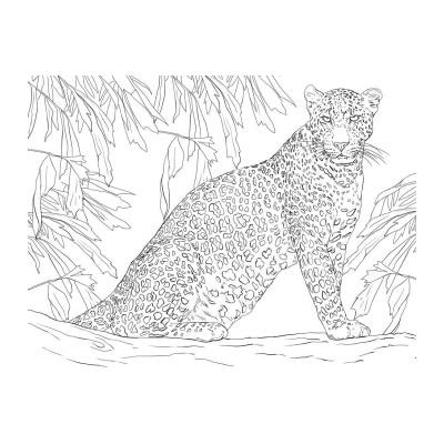 Раскраски Леопард - распечатать, скачать бесплатно