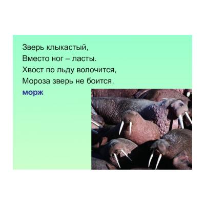 Загадки про моржа для детей - распечатать, скачать бесплатно