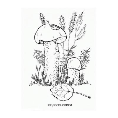Раскраски Опята - распечатать, скачать бесплатно