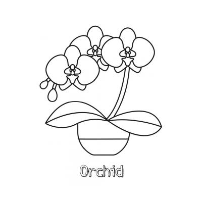 Раскраска орхидея