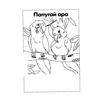 Раскраски Попугай Ара - распечатать, скачать бесплатно