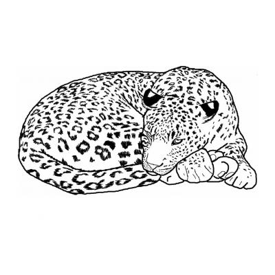 Раскраски Леопард - распечатать, скачать бесплатно