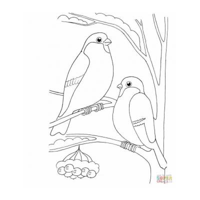  снегирь фото птицы раскраска