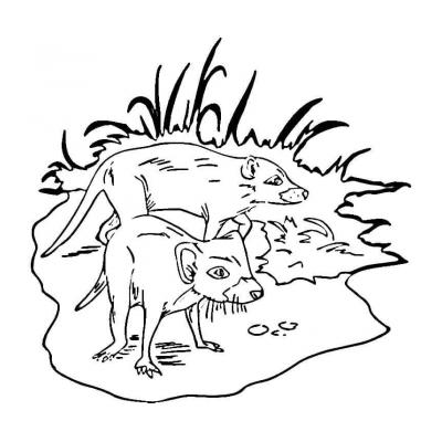 Раскраски Тасманийский дьявол - распечатать, скачать бесплатно