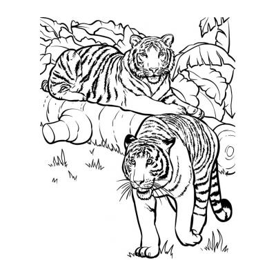  Красавец тигр