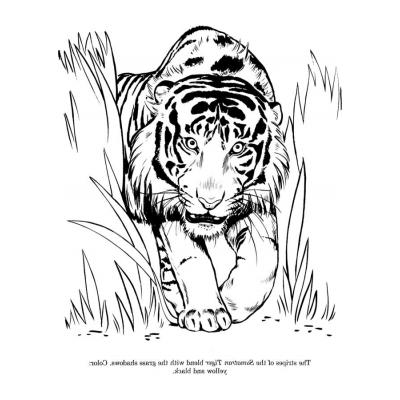  Раскрасить тигра