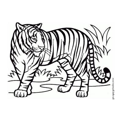  Хищный тигр