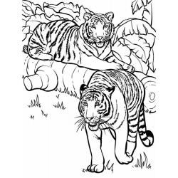 Раскраски Амурский Тигр - распечатать, скачать бесплатно