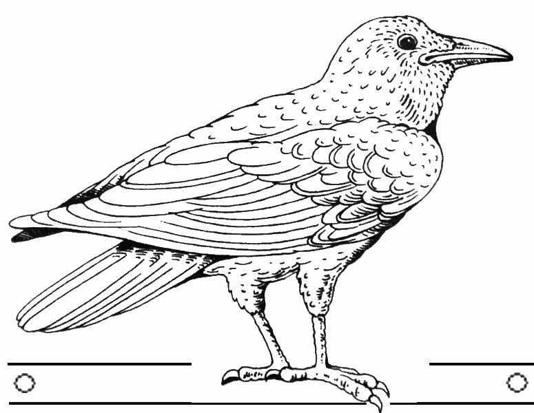 Раскраски Ворона для детей 3 4 лет (36 шт.) - скачать или распечатать бесплатно #